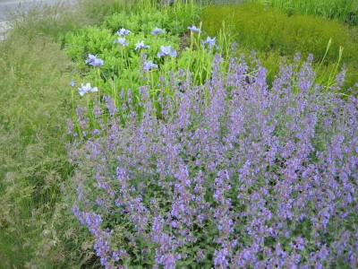 Nepeta x faassenii 'Six Hills Giant' - mačja meta