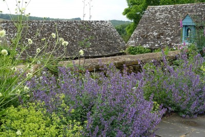 Nepeta x faassenii 'Walker's Low' - mačja meta