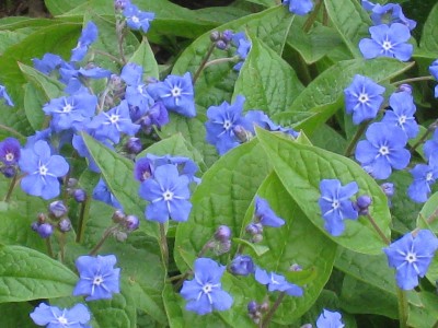 Omphalodes verna - spomladanska torilnica