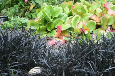 Ophiopogon planiscapus 'Nigrescens' - kačja brada