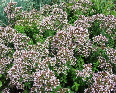 Origanum vulgare 'Compactum' - dobra misel