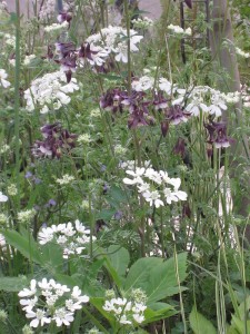 Orlaya grandiflora - vehrica
