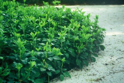 Pachysandra terminalis - debelačka