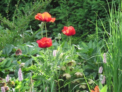 Papaver orientale 'Beauty of Livermere' - turški mak