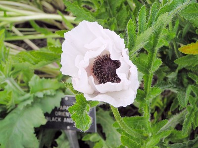 Papaver orientale 'Royal Wedding' - turški mak