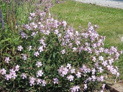 Penstemon hirsutus Pygmeaus' - penstemon