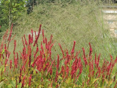 Persicaria amplexicaulis 'Blackfield' - dresen