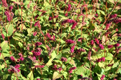 Persicaria amplexicaulis 'Pendula' - dresen