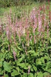 Persicaria amplexicaulis 'Rosea' - dresen