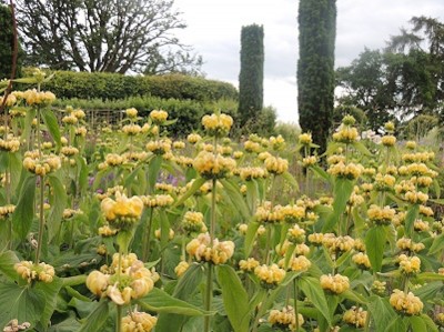 Phlomis russeliana - flomis