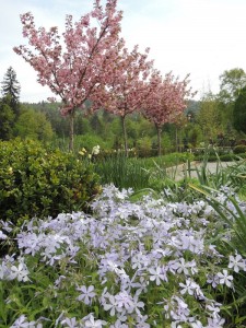 Phlox divaricata 'Clouds of Perfume' - plamenka
