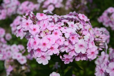Phlox paniculata 'Flamingo' - grozdasta plamenka