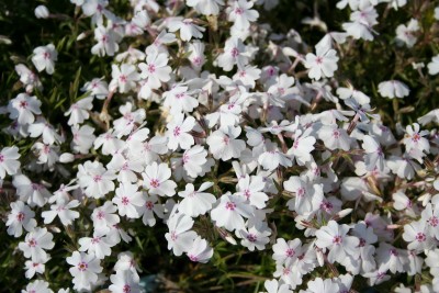 Phlox subulata bel - iglasta plamenka