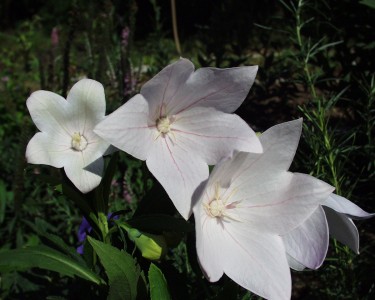 Platycodon grandiflorus 'Fuji White' - zvončnik