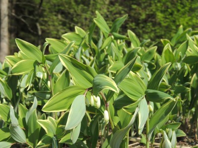 Polygonatum falcatum 'Variegatum' - salomonov pečat
