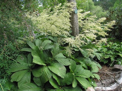 Rodgersia aesculifolia - rodgersija