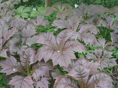 Rodgersia pinnata 'Chocolate Wings' - rodgersija