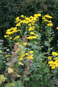 Rudbeckia nitida 'Herbstsonne' - rudbekija
