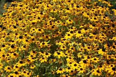 Rudbeckia triloba - rudbekija