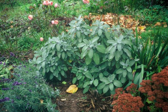 Salvia officinalis 'Berggarten' - žajbelj