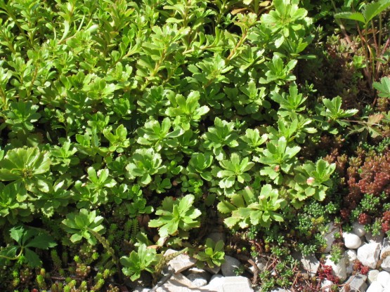 Sedum floriferum 'Weihenstephaner Gold' - homulica