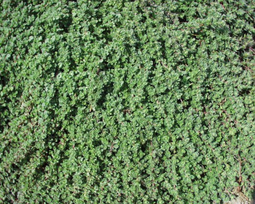Thymus pseudolanuginosum - materina dušica