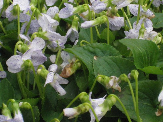 Viola sororia 'Freckles' - vijolica