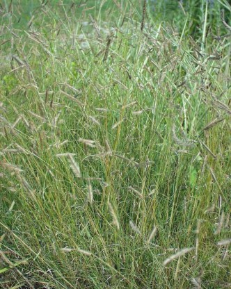 Bouteloua gracilis - prerijska trava