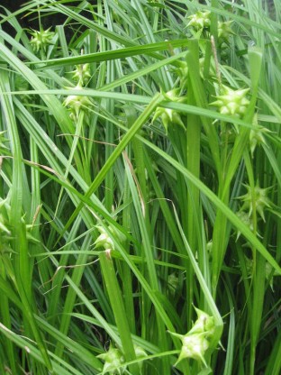 Carex grayi - šaš